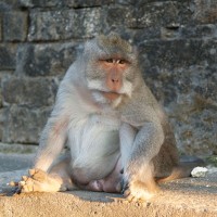Macaque monkey in Bali.
