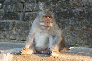 Macaque monkey in Bali.
