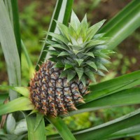 Everywhere in Bali you will come across pineapple plants.