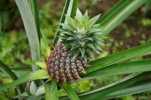 Everywhere in Bali you will come across pineapple plants.