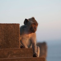 In Bali you will see a lot of monkeys.