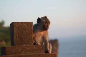 In Bali you will see a lot of monkeys.