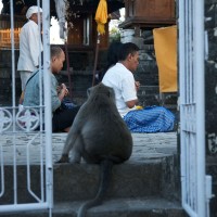 In Bali monkeys live among the people.