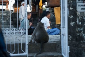 In Bali monkeys live among the people.
