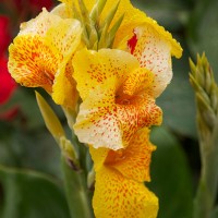 In Bali grow the most beautiful flowers.