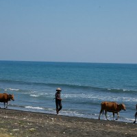 The farmers just walk with their cows on the beach in Bali.