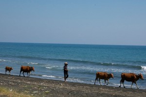 The farmers just walk with their cows on the beach in Bali.