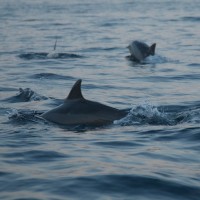 In the sea of Bali you will see dolphins swimming.