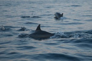 In the sea of Bali you will see dolphins swimming.