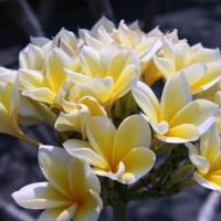 In Bali you will find the most beautiful species of flowers.