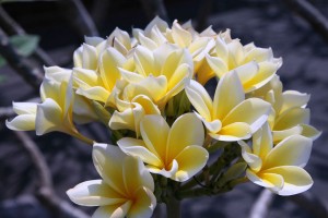 Op Bali vind je de prachtigste soorten bloemen.