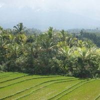 Rice fields between the trees in Bali.