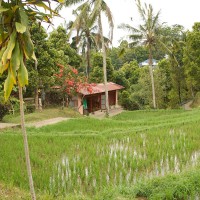 A cottage between the rice fields in Bali.