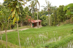 A cottage between the rice fields in Bali.