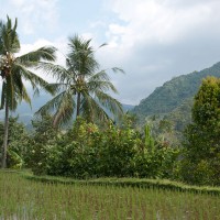 Palm trees and rice fields take turn on Bali.