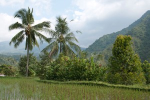 Palmbomen en rijstvelden wisselen elkaar af op Bali.