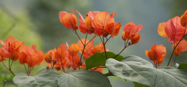 Prachtige tropische bloemen in de tuin van de villa op Bali. Prachtige tropische bloemen in de tuin van de villa op Bali.