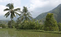 Vanuit de villa heeft u een prachtig uitzicht op de authentieke omgeving van Bali. Vanuit de villa heeft u een prachtig uitzicht op de authentieke omgeving van Bali.