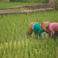 In Bali many people work in the rice fields.