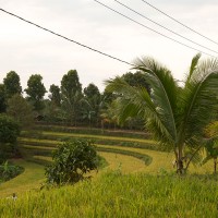 The rice fields of Bali lie stepwise.