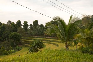 De rijstvelden op Bali liggen trapsgewijs.
