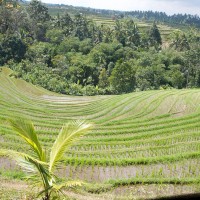 From the hills you have a magnificent view over the rice fields in Bali.