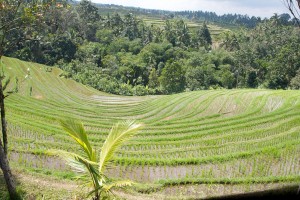 From the hills you have a magnificent view over the rice fields in Bali.