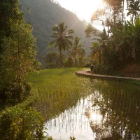 A rice field completely submerged.