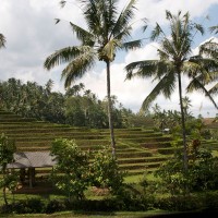 The rice fields in Bali look like stairs.