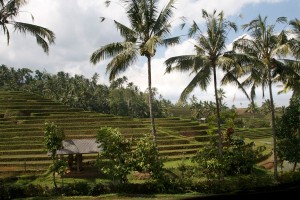 The rice fields in Bali look like stairs.