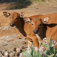 In Bali cattle walk freely around.