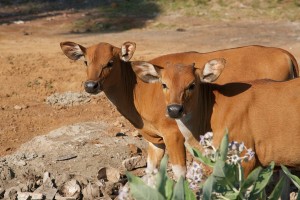 In Bali cattle walk freely around.