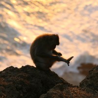 One of the species of monkeys in Bali is the Macaque.