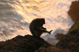 One of the species of monkeys in Bali is the Macaque.
