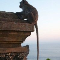 In Bali live many species of monkeys and everywhere you will come across them.