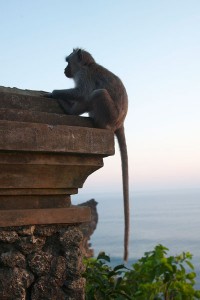 In Bali live many species of monkeys and everywhere you will come across them.