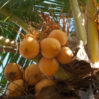 In Bali you can pluck the fruits from the trees.
