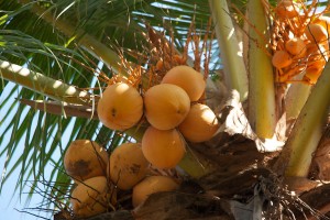 In Bali you can pluck the fruits from the trees.